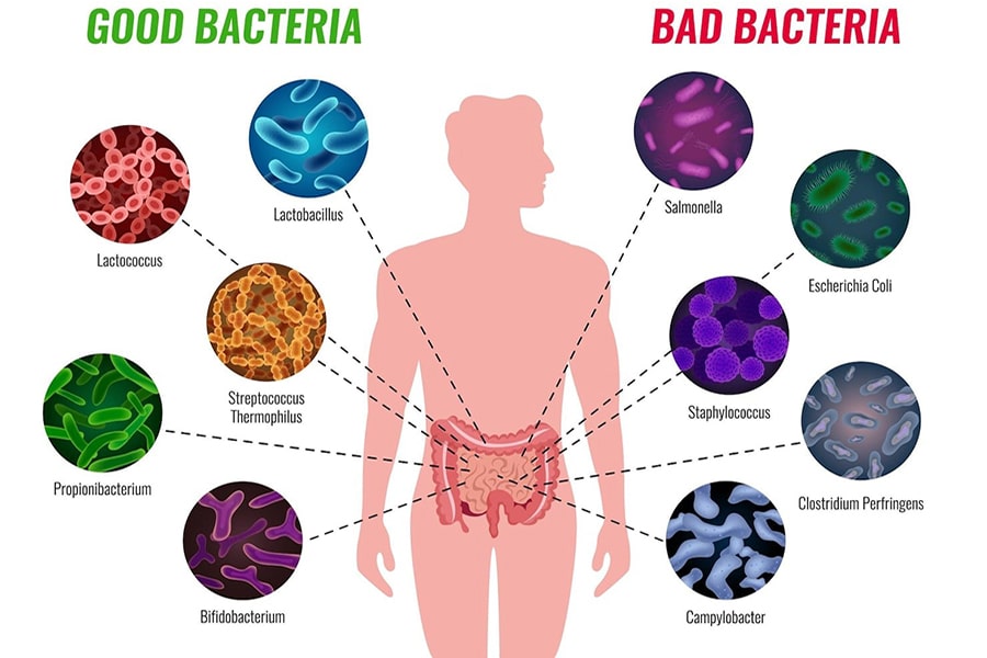 Assessment of Probiotics Traversing the Stomach