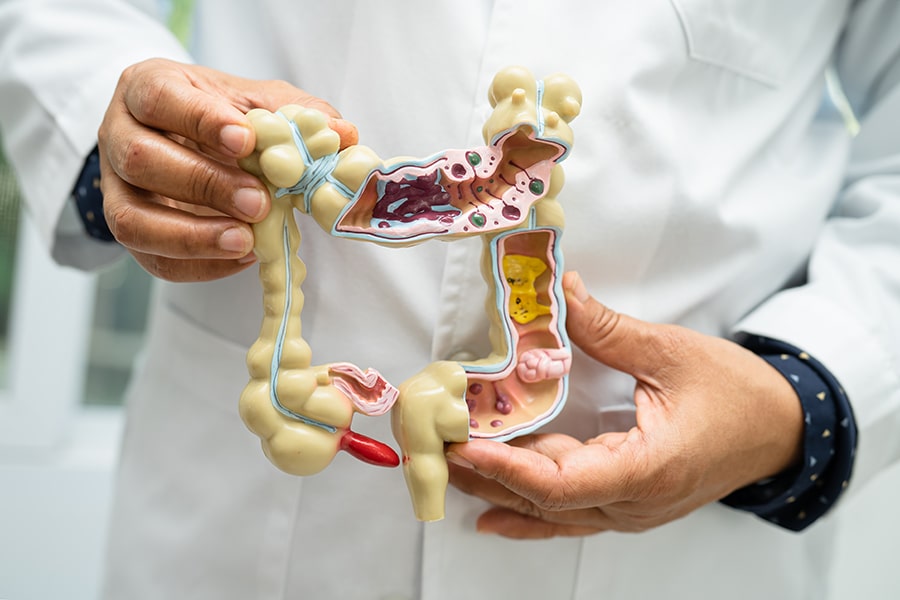 Small and Large Intestines